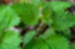 Tige et feuilles d'orties
