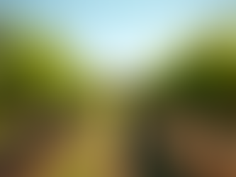 Top Cretan Wines You Must Try