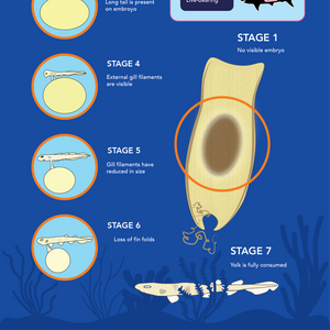Shark Egg Case Infographic