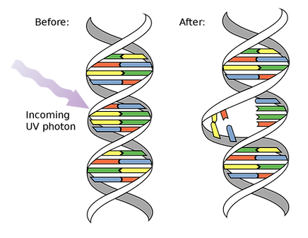 1280px-DNA_UV_mutation.svg.png
