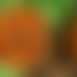 Além da hidratação: 6 benefícios do coco verde
que você não conhecia