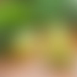 Manteiga Ghee: benefícios para
a saúde e sabor para as receitas