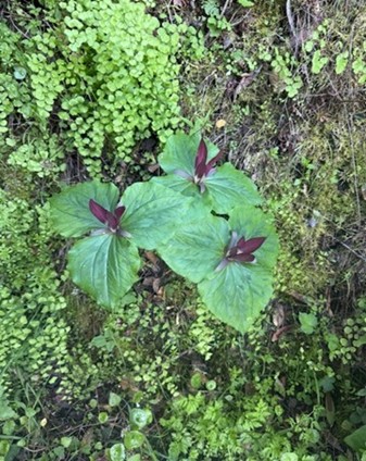 木々に囲まれた静かな森の区間、Wakerobin