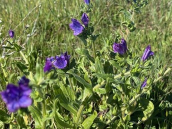 春に見られた紫色の野花、Patterson’s Curse