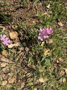 春らしいピンク色の小さな花が足元を彩る、Prairie Mallow