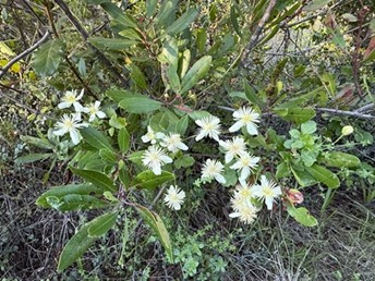 トレイル沿いに点在する白い小さな野花、Clematis