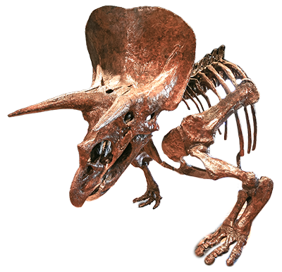 Triceratops-web.png