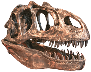 Allosaurus Skull-right-web.png