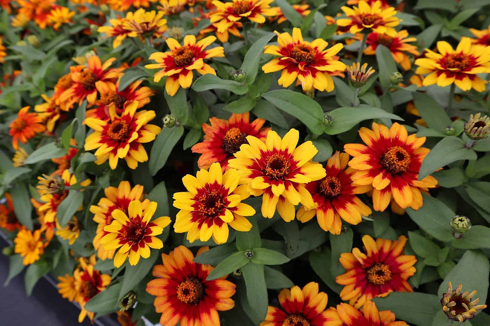 Bi-color yellow red profusion zinnias.