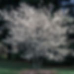 Serviceberry Picture
