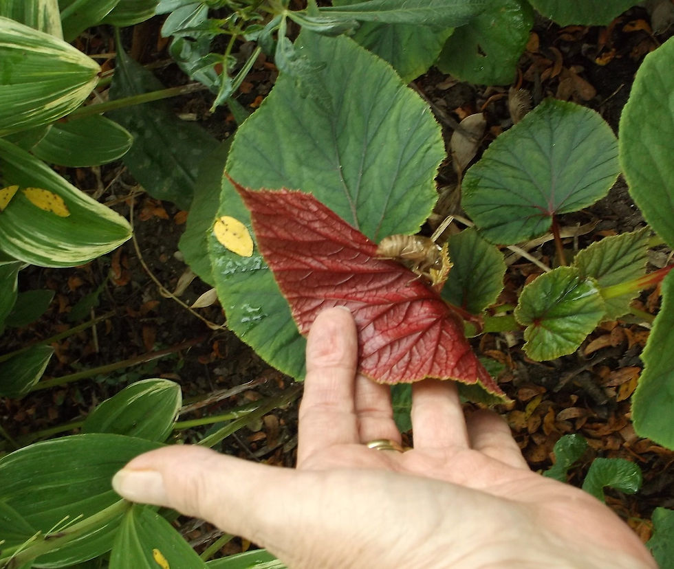 Hardy begonia gives late season color in the Indiana landscape