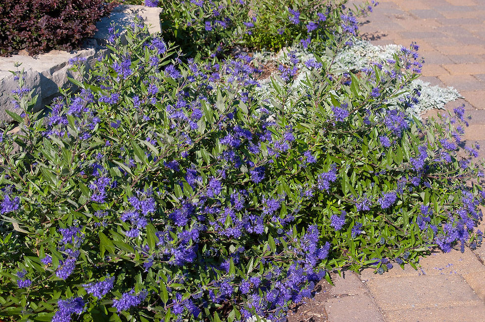 late-blooming bluebeard, blue mist spirea, Sapphire Surf