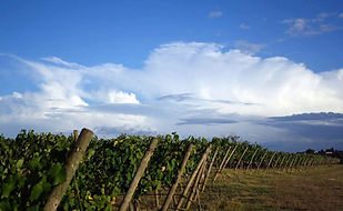 Wineries