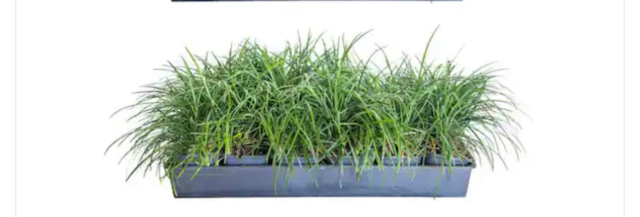 18 Mondo Grass 6inch pot