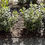 Thumbnail: Pink Azalea 3gal