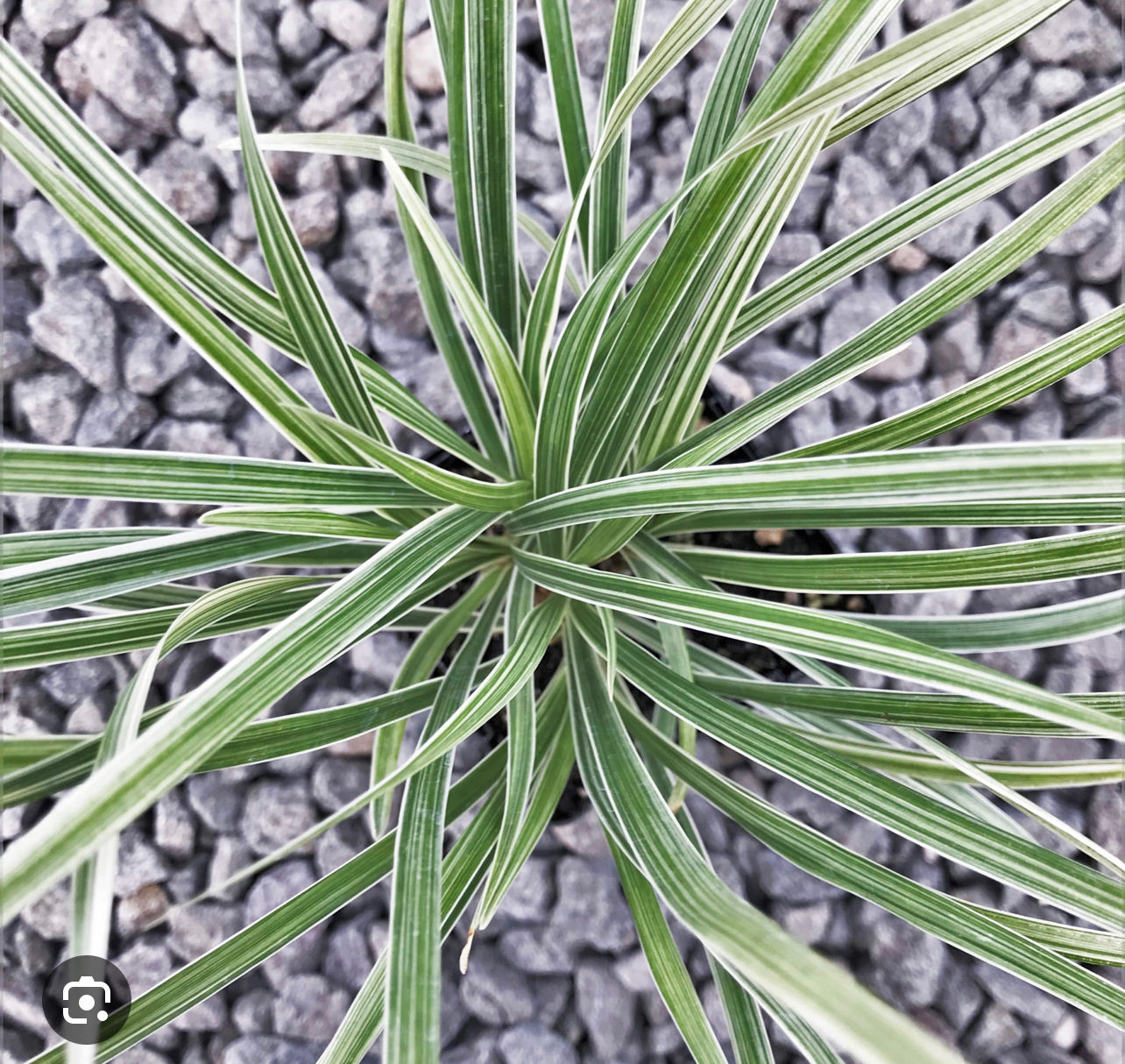 18 Aztec grass 4inch 