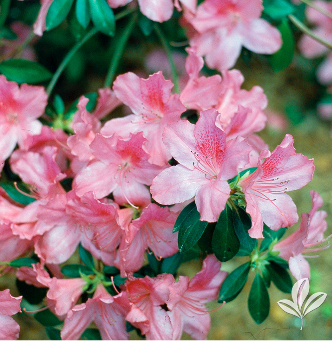 Pink Azalea 3gal