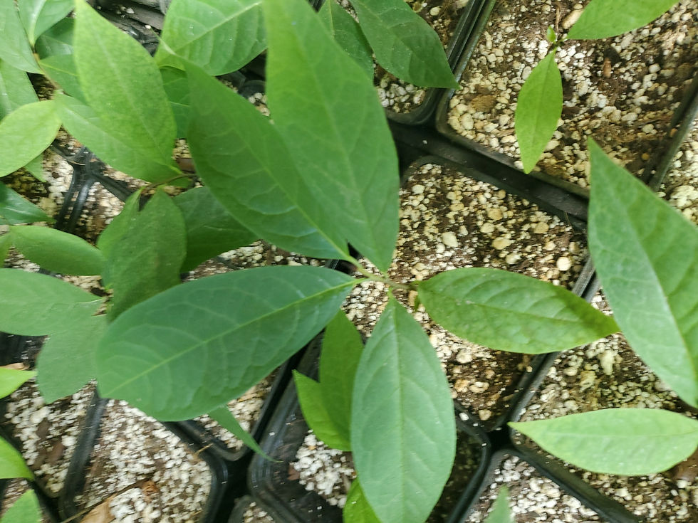 Thumbnail: Pawpaw Tree (small)