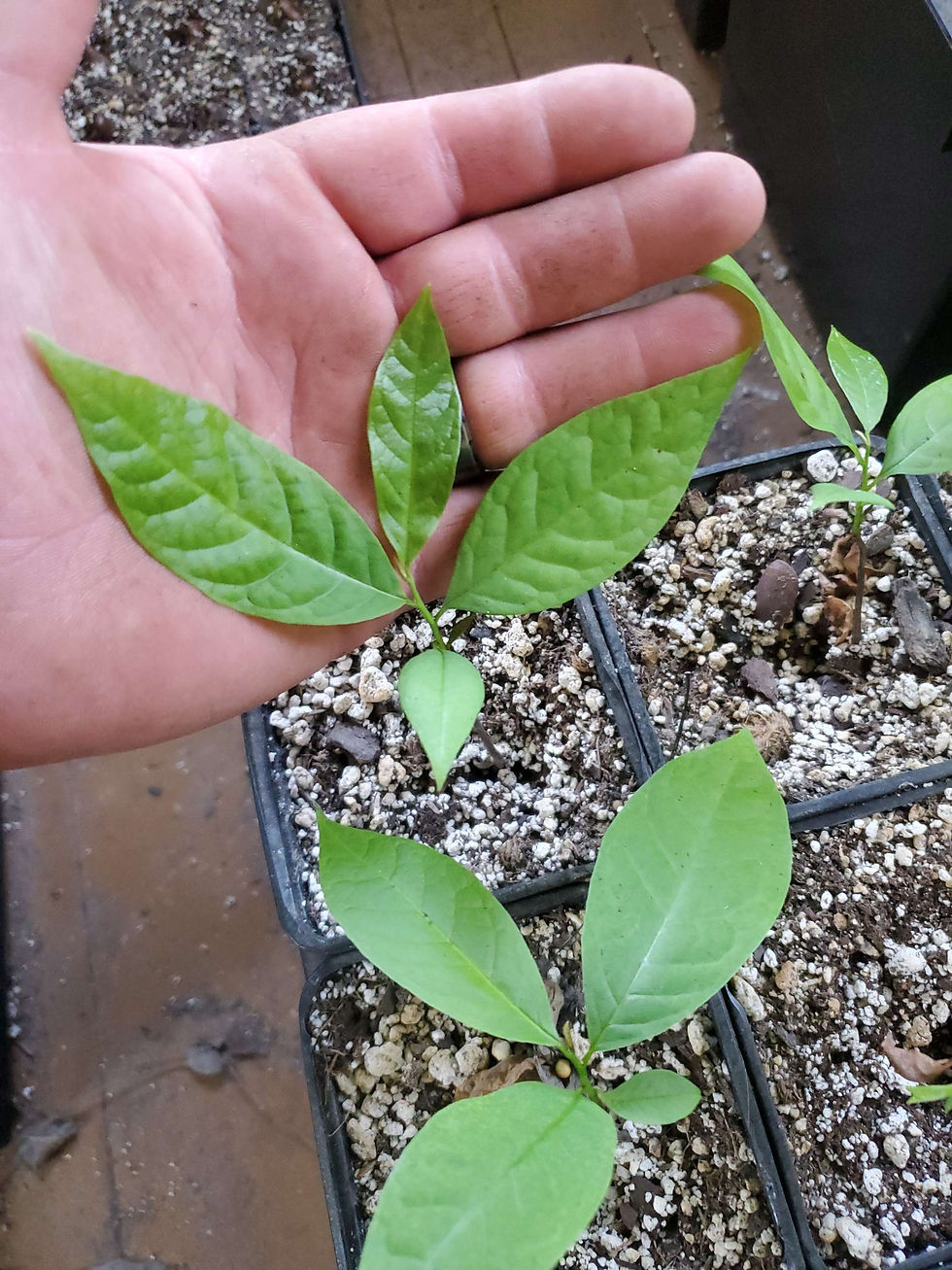 Thumbnail: Pawpaw Tree (small)