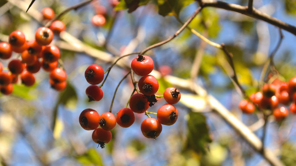 Thumbnail: Washington Hawthorn 