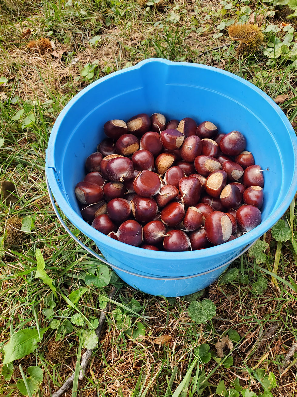 Thumbnail: In stock Chinese Chestnut Tree 18-36" pick up only