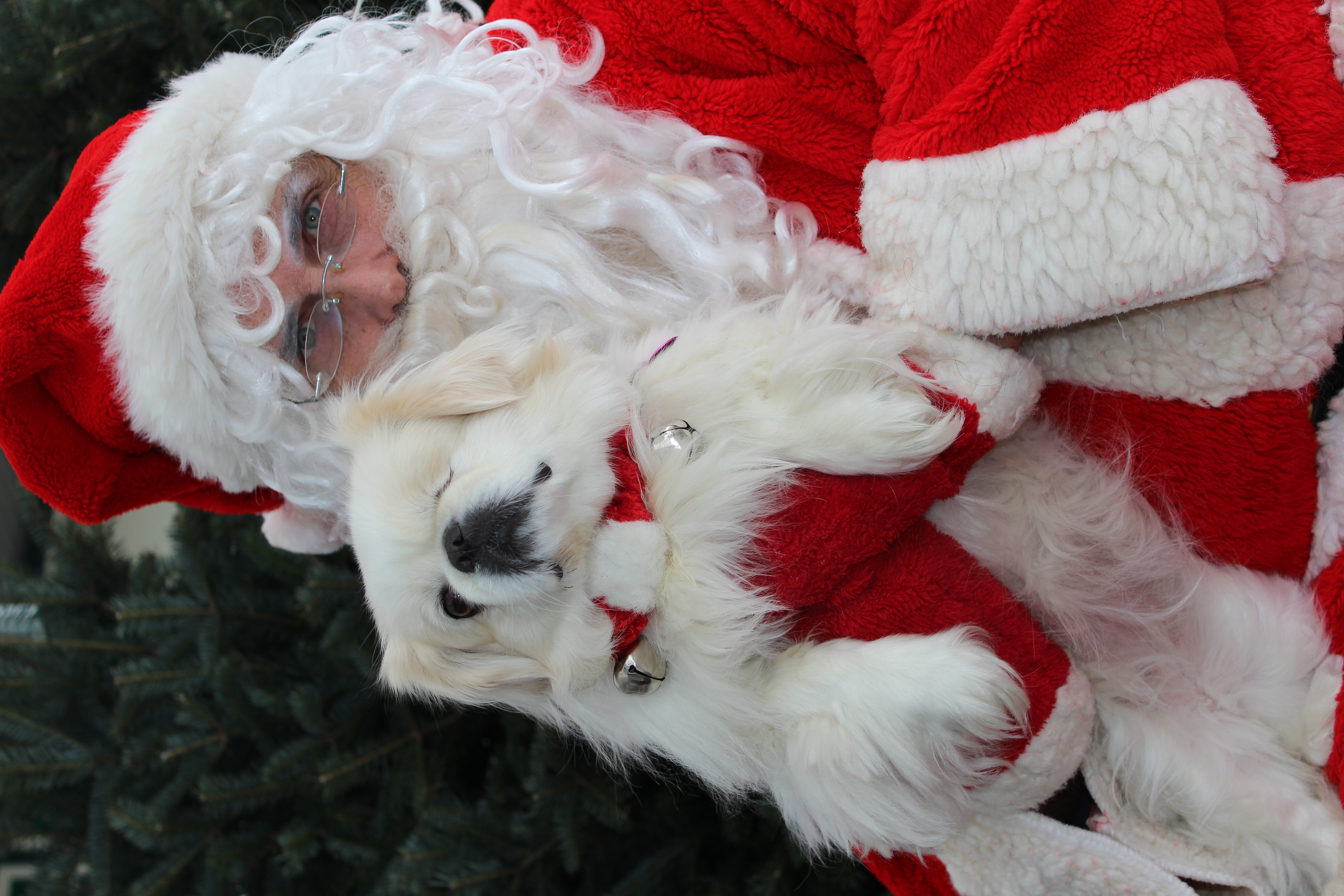 Dec. 10 Santa Photos Canadian Pet Co