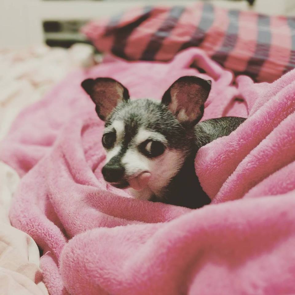 Memi Gizmo - February 2018