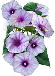 Thumbnail: Lavender Moonflower
