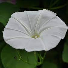 Thumbnail: Moonflower