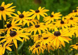 Thumbnail: Black Eyed Susan