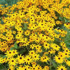 Thumbnail: Black Eyed Susan