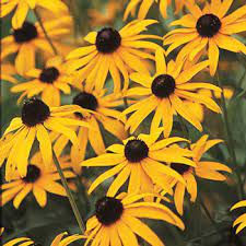 Thumbnail: Black Eyed Susan