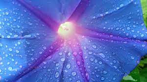 Thumbnail: Lavender Moonflower