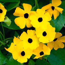 Thumbnail: Black Eyed Susan