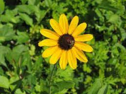 Thumbnail: Black Eyed Susan