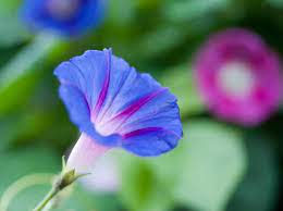 Thumbnail: Morning Glory