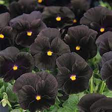 Thumbnail: Crystal Black Pansy