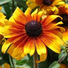 Thumbnail: Black Eyed Susan