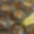 Thumbnail: pouring Wyld Terra's pure liquid tallow balm into amber glass jars