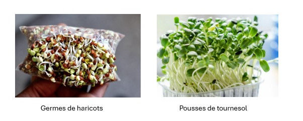 La différence entre les germes de haricots dans un sac transparent à gauche et les pousses de tournesol vertes dans un pot à droite. Texte: Germes de haricots, Pousses de tournesol.