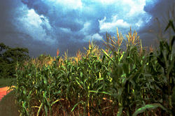 Milpa