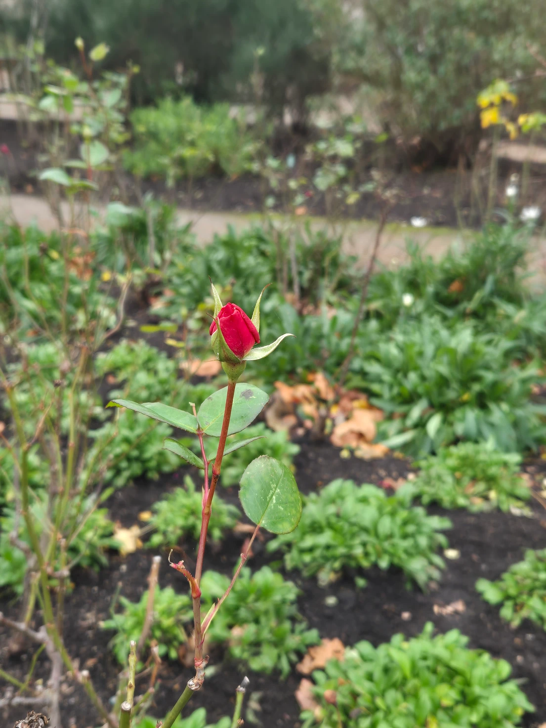 Roses bush