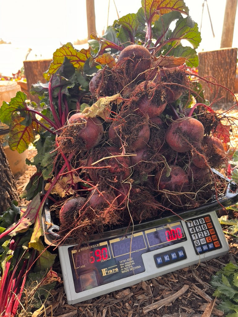 Each harvest is carefully weighed and recorded, turning garden yields into valuable learning and impact data.