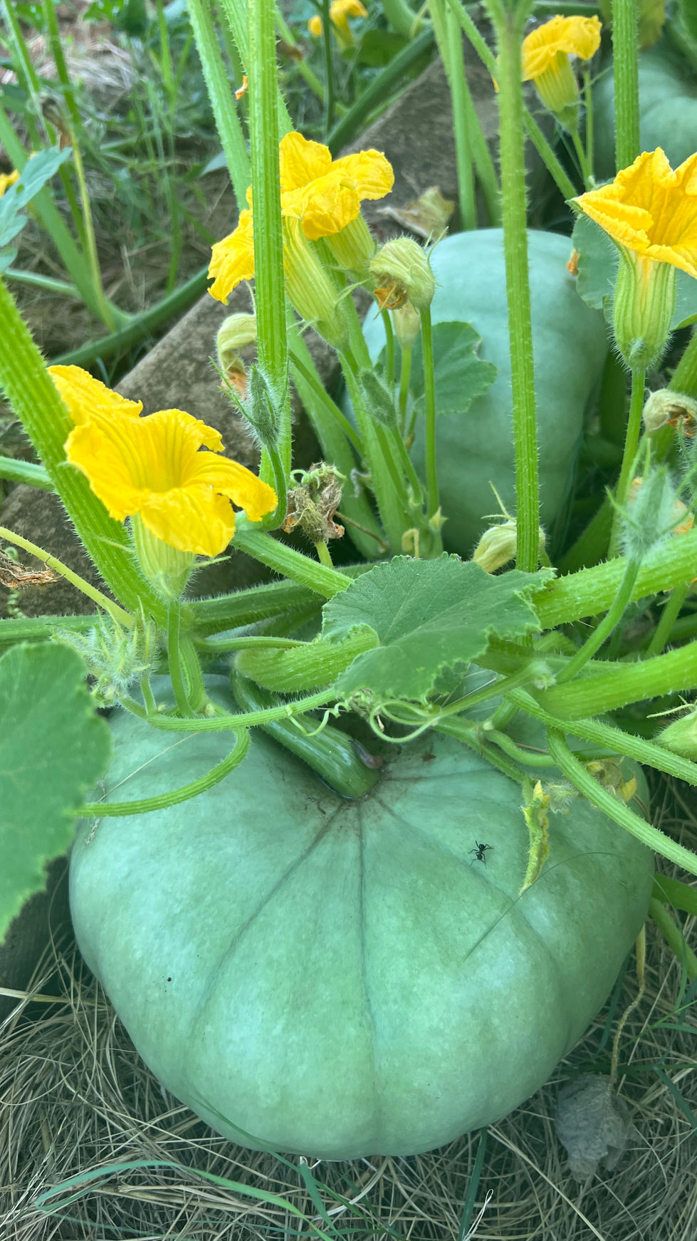 Garden filled with lush, edible plants.