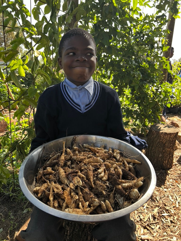 Smiling child holding freshly picked carrots and greens from the school garden.