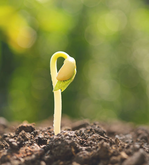 Seed Sprouting