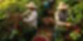 Coffee bean harvesting in a crop