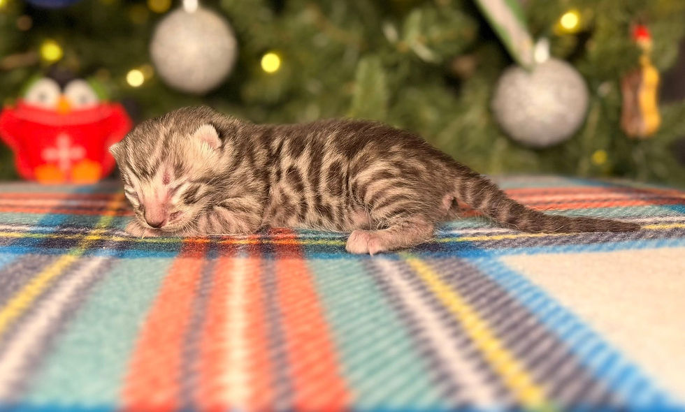 599945848_1245520927630891_9014503722832658980_n