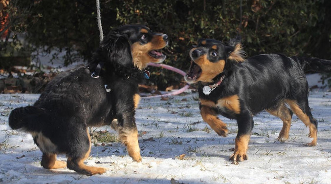 pups playing 3.jpeg