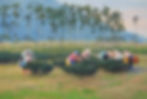 Picking tea | Oil | TAIWAN